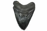 Fossil Megalodon Tooth - South Carolina #362447-1